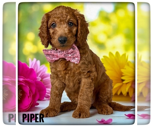 Medium Photo #1 Goldendoodle (Miniature) Puppy For Sale in ORANGE PARK, FL, USA