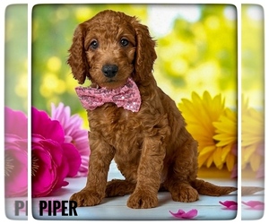 Goldendoodle (Miniature) Puppy for sale in ORANGE PARK, FL, USA