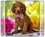 Image preview for Ad Listing. Nickname: Piper