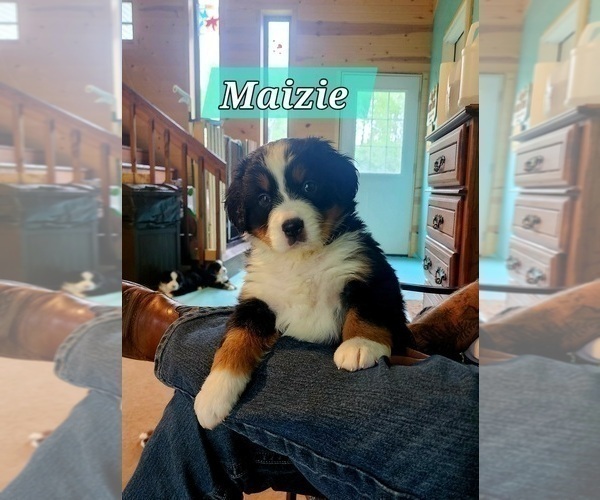 Medium Photo #2 Bernese Mountain Dog Puppy For Sale in SUPERIOR, WI, USA