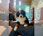 Small #1 Bernese Mountain Dog