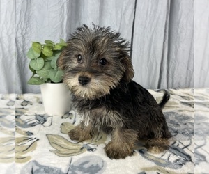 Schnoodle (Standard) Puppy for sale in GREENWOOD, IN, USA