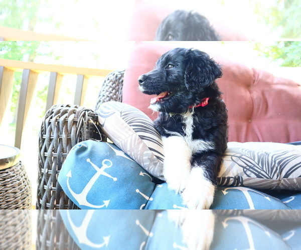 Medium Photo #13 Aussiedoodle Puppy For Sale in CONWAY, SC, USA