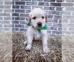 Goldendoodle Puppy for sale in MONTICELLO, FL, USA