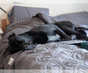 Great Dane-Labrador Retriever Mix Dogs for adoption in Incline Village, NV, USA