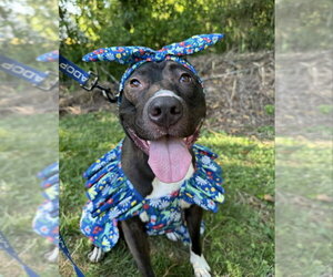Brenda *Adopt* - Female American Staffordshire Terrier-Unknown Mix Dog for Adoption - Photo #2