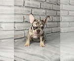 Small Photo #7 French Bulldog Puppy For Sale in OAKLAND, NJ, USA