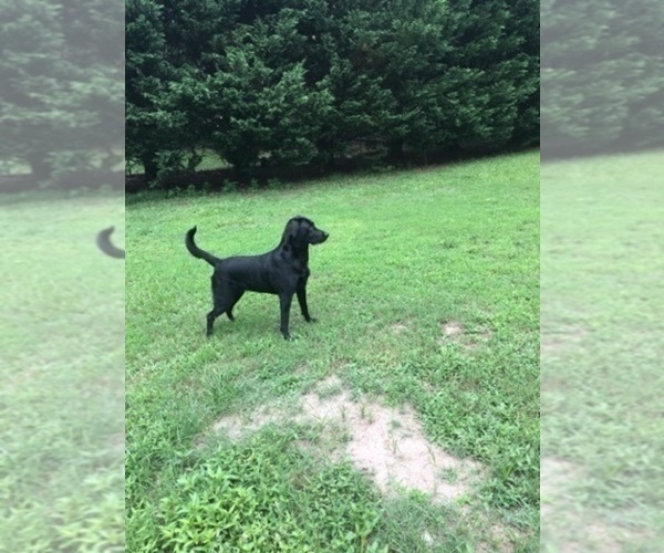 Medium Photo #5 Labrador Retriever Puppy For Sale in PELZER, SC, USA