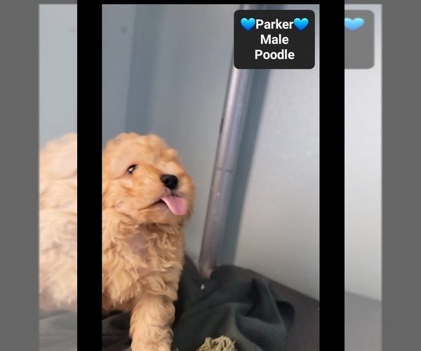 Medium Photo #3 Poodle (Toy) Puppy For Sale in TUCSON, AZ, USA