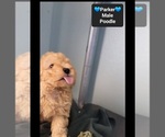 Small #2 Poodle (Toy)