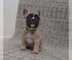 Puppy Puppy 2 French Bulldog