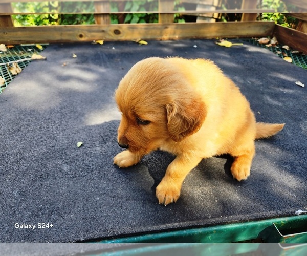 Medium Photo #7 Golden Retriever Puppy For Sale in LEON, KS, USA