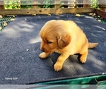 Small #6 Golden Retriever