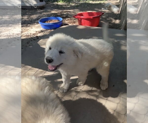 Medium Photo #3 Great Pyrenees Puppy For Sale in Harrison, AR, USA