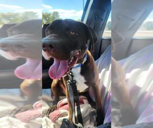 American Pit Bull Terrier-Unknown Mix Dogs for adoption in Las Vegas, NV, USA