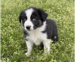 Small Photo #13 Australian Shepherd Puppy For Sale in EXETER, MO, USA