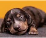 Small Photo #11 Dachshund Puppy For Sale in CROWLEY, TX, USA