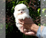 Small Photo #19 Pomeranian Puppy For Sale in PALM BCH GDNS, FL, USA