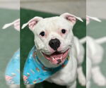 Small #4 Bullypit