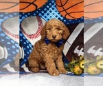 Small Photo #6 Miniature Labradoodle Puppy For Sale in KIRKWOOD, PA, USA