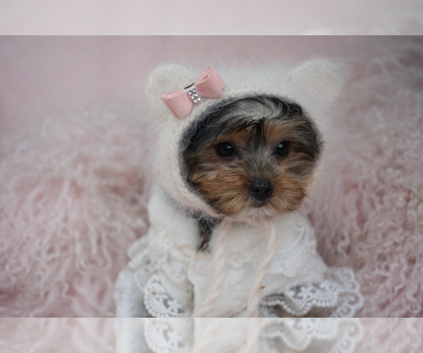 Medium Photo #1 Yorkshire Terrier Puppy For Sale in PEMBROKE PINES, FL, USA