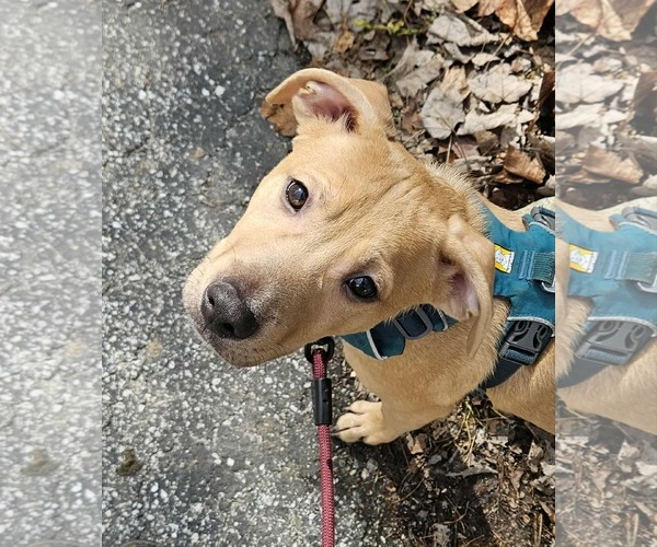 Medium Photo #4 Mutt Puppy For Sale in Shelburne, VT, USA