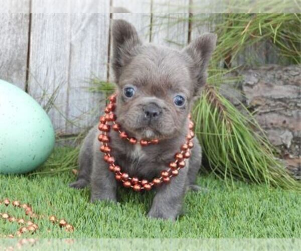 Medium Photo #1 French Bulldog Puppy For Sale in NAPLES, FL, USA