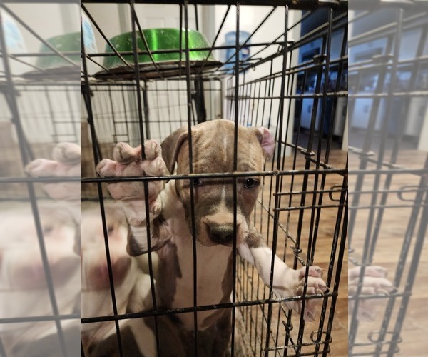 Medium Photo #9 American Bully Puppy For Sale in HARRISBURG, PA, USA