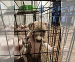 Small #8 American Bully