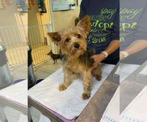 Mutt Dogs for adoption in Benton, LA, USA