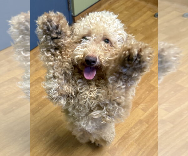 Medium Photo #3 Poodle (Miniature) Puppy For Sale in Mount Airy, NC, USA