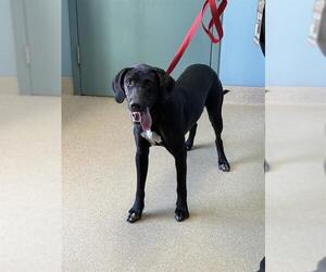 Mutt Dogs for adoption in Newton, NC, USA