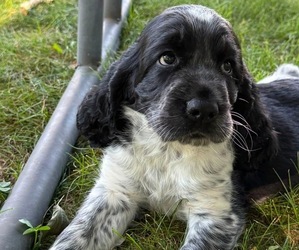English Springer Spaniel Puppy for sale in PILLAGER, MN, USA