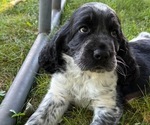 Image preview for Ad Listing. Nickname: Litter of 7
