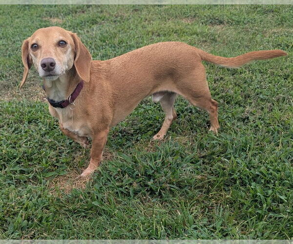 Medium Photo #7 Dachshund Puppy For Sale in Shelbyville, TN, USA