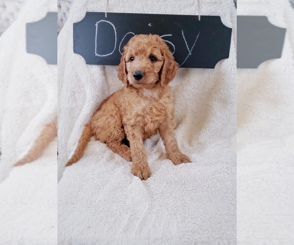 Medium Photo #1 Goldendoodle Puppy For Sale in NORTH VERNON, IN, USA