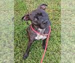 Small American Staffordshire Terrier