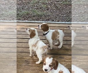 Brittany Puppy for sale in ELBERTON, GA, USA