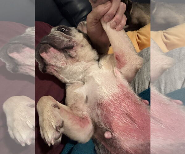 Medium Photo #4 French Bulldog Puppy For Sale in Sanford, FL, USA