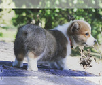 Small #12 Pembroke Welsh Corgi