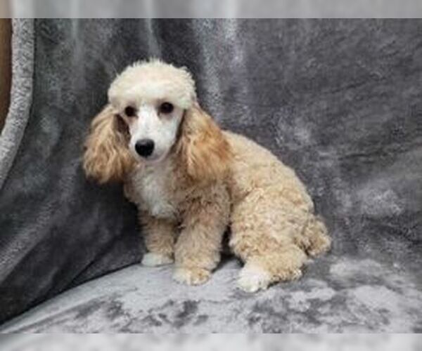 Medium Photo #6 Poodle (Toy) Puppy For Sale in Lincolnwood, IL, USA