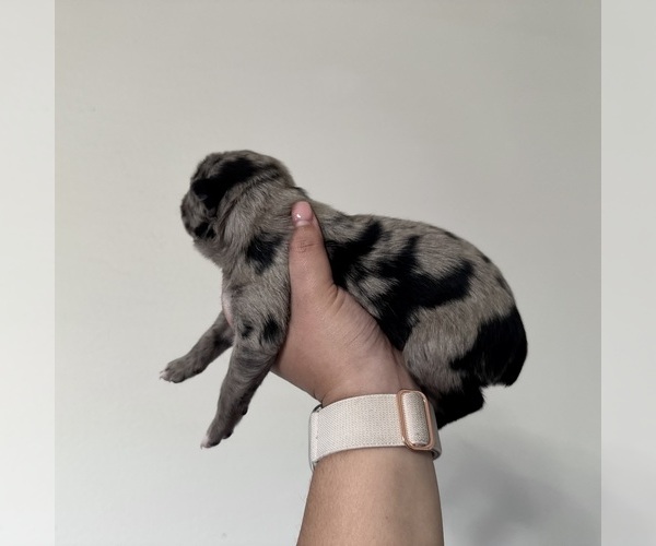 Medium Photo #2 Australian Shepherd Puppy For Sale in DEVINE, TX, USA