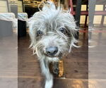 Small #5 Mutt