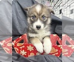 Puppy 2 Pomsky-Shiba Inu Mix