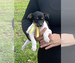 Small #2 Rat Terrier