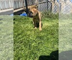Puppy YELLOW Mastiff