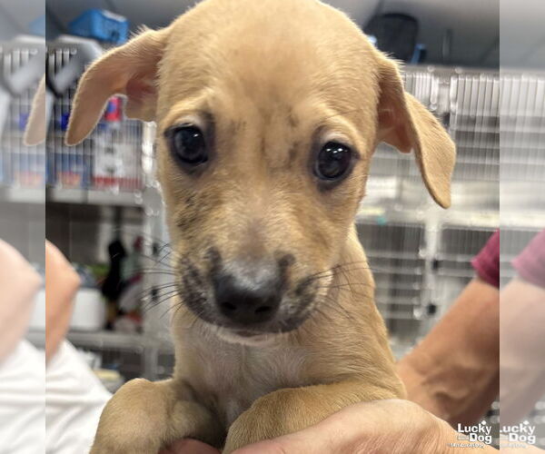 Medium Photo #1 Mutt Puppy For Sale in Washington, DC, USA