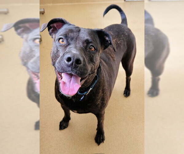 Medium Photo #1 American Pit Bull Terrier-Labrador Retriever Mix Puppy For Sale in Derwood, MD, USA