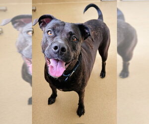 American Pit Bull Terrier-Labrador Retriever Mix Dogs for adoption in Derwood, MD, USA