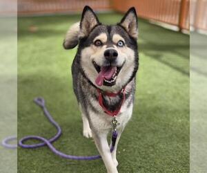 Siberian Husky-Unknown Mix Dogs for adoption in Las Vegas, NV, USA